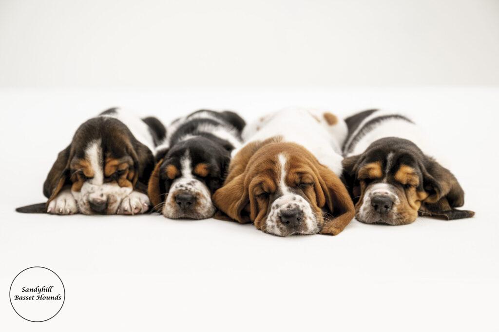 AKC Basset Hound Puppies For Sale