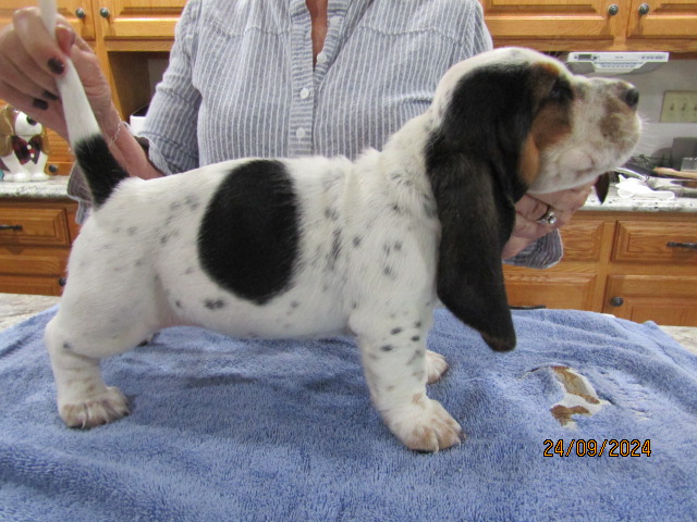 AKC Basset Hound Puppies For Sale in Indiana