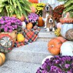 basset hounds in michigan