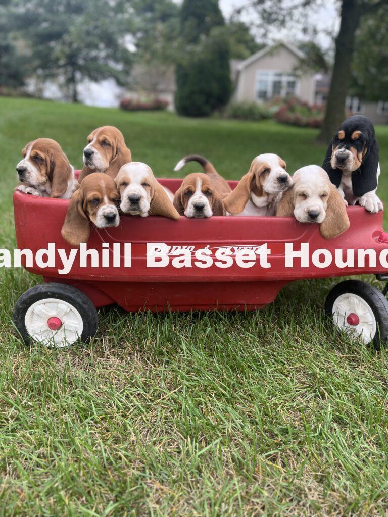 basset hound puppies in a wagon