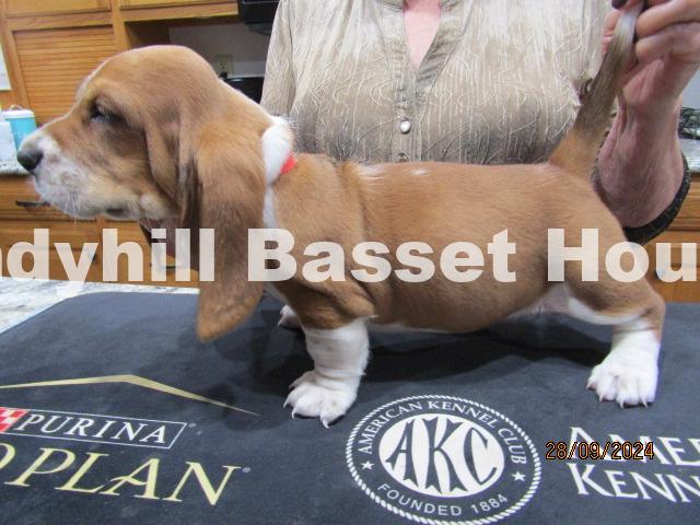 cute basset hound puppy